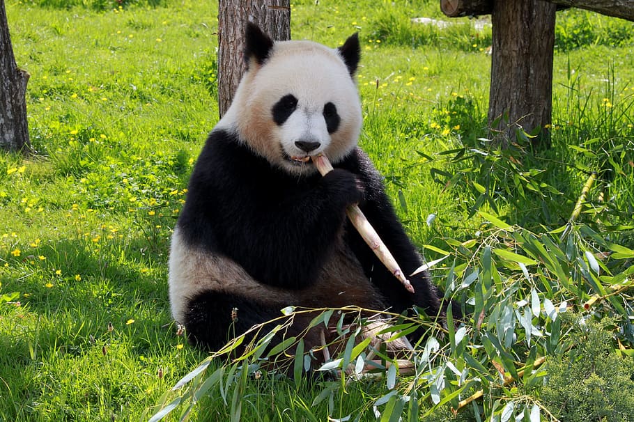 eating, bamboo, shoots, grass field, Panda, bamboo shoots, grass, field, beauvalle, fauna