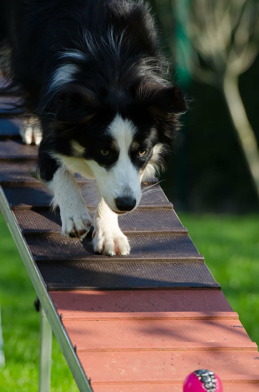 agility, catwalk, dog training, dog, pets, outdoors, animal, border Collie, canine, purebred Dog