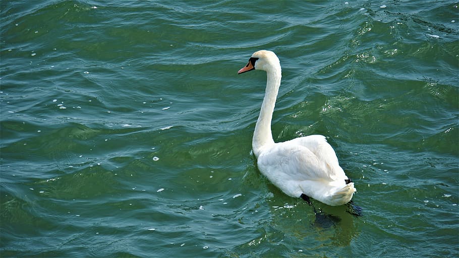 swan, bird, sea, baltic sea, salt water, animal portrait, wave, island, rügen, germany