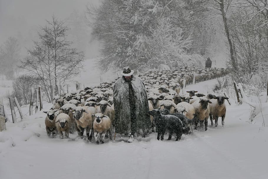 hombre, caminatas, rebaño, ovejas, nieve, cubierto, lugar, invierno, frío, heladas