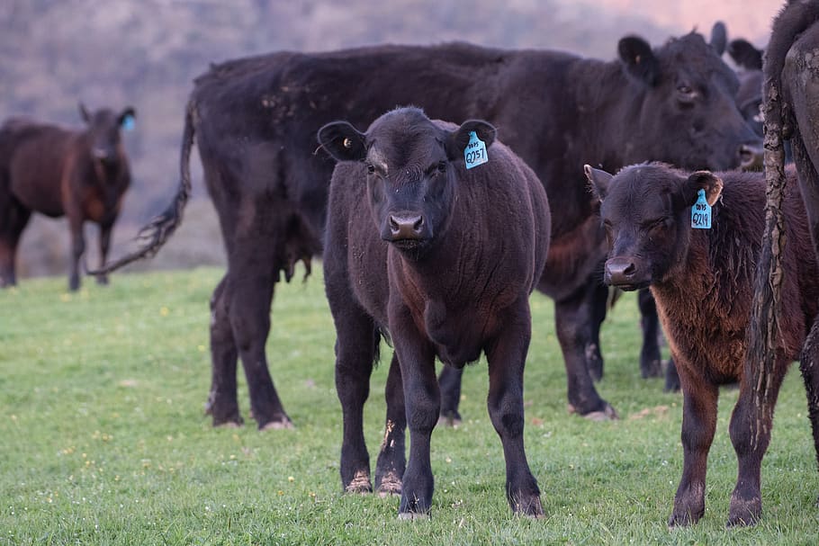 cow, calf, black angus, farm, cattle, animal, mammal, pasture, beef, livestock