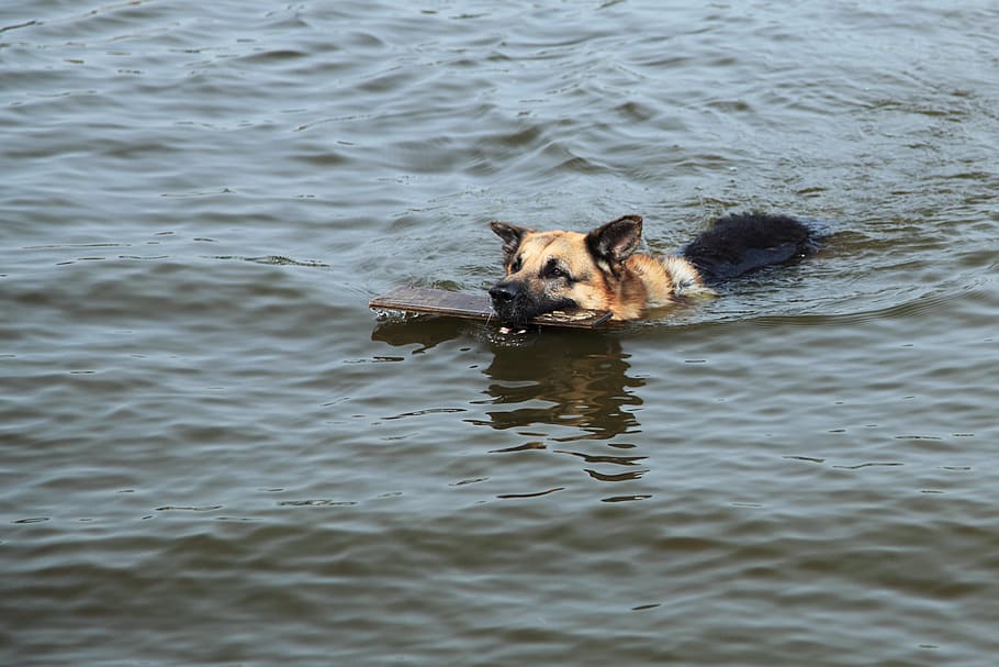 german shepherd, biting, wood, water, action, active, animal, dog, fetch, lake