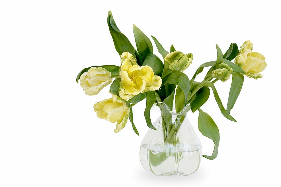 yellow, tulips, clear, glass vase centerpiece, parrot tulips, flowers, nature, spring, spring awakening, frühlingsanfang