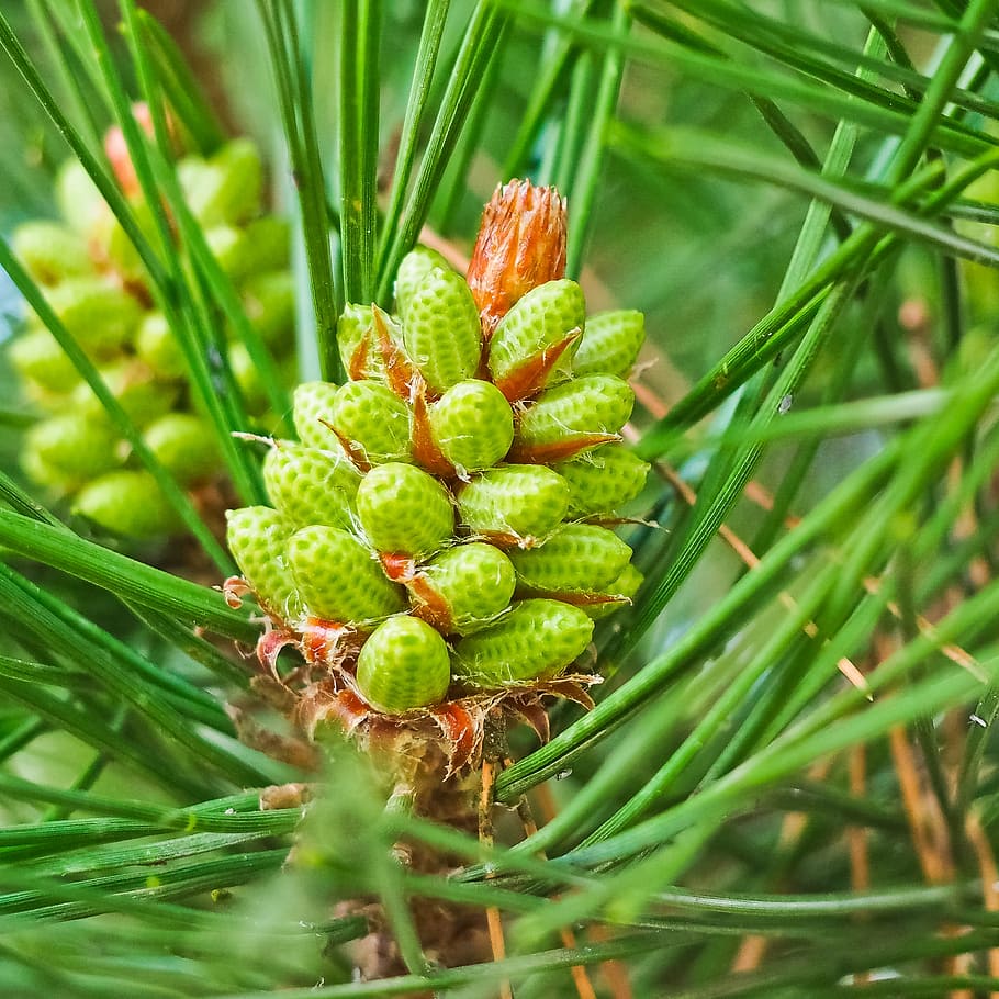 pine, pinus, two needles, pine greenhouse, needles, tree, conifer, pine needles, mountain pine, park tree