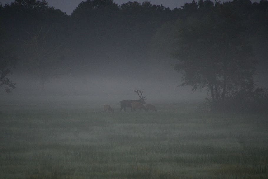 deer rutting, red deer, duvenstedter brook, autumn, fog, landscape, field, foggy, tranquility, nature