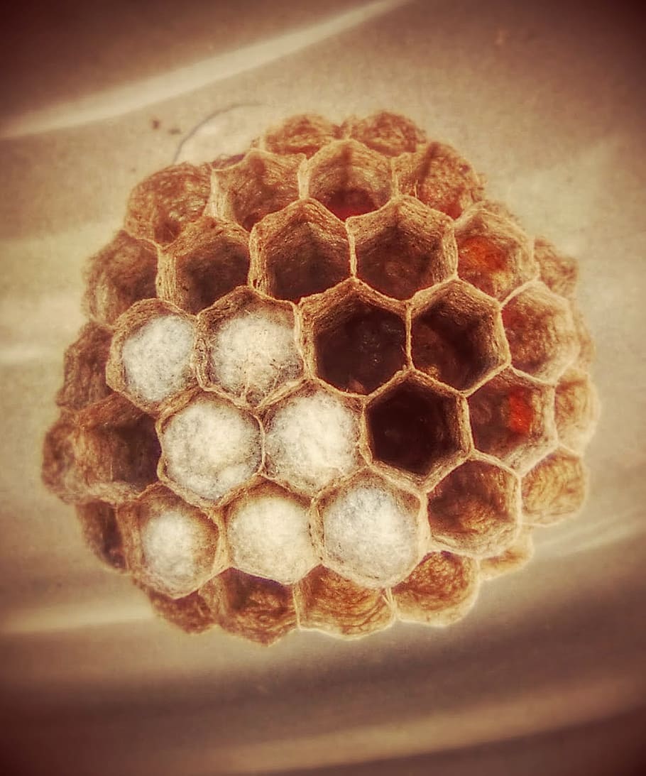 Wasps' Nest, Hexagon, nest, wasps, honey, bee, beeswax, honeycomb, animal Cell, close-up