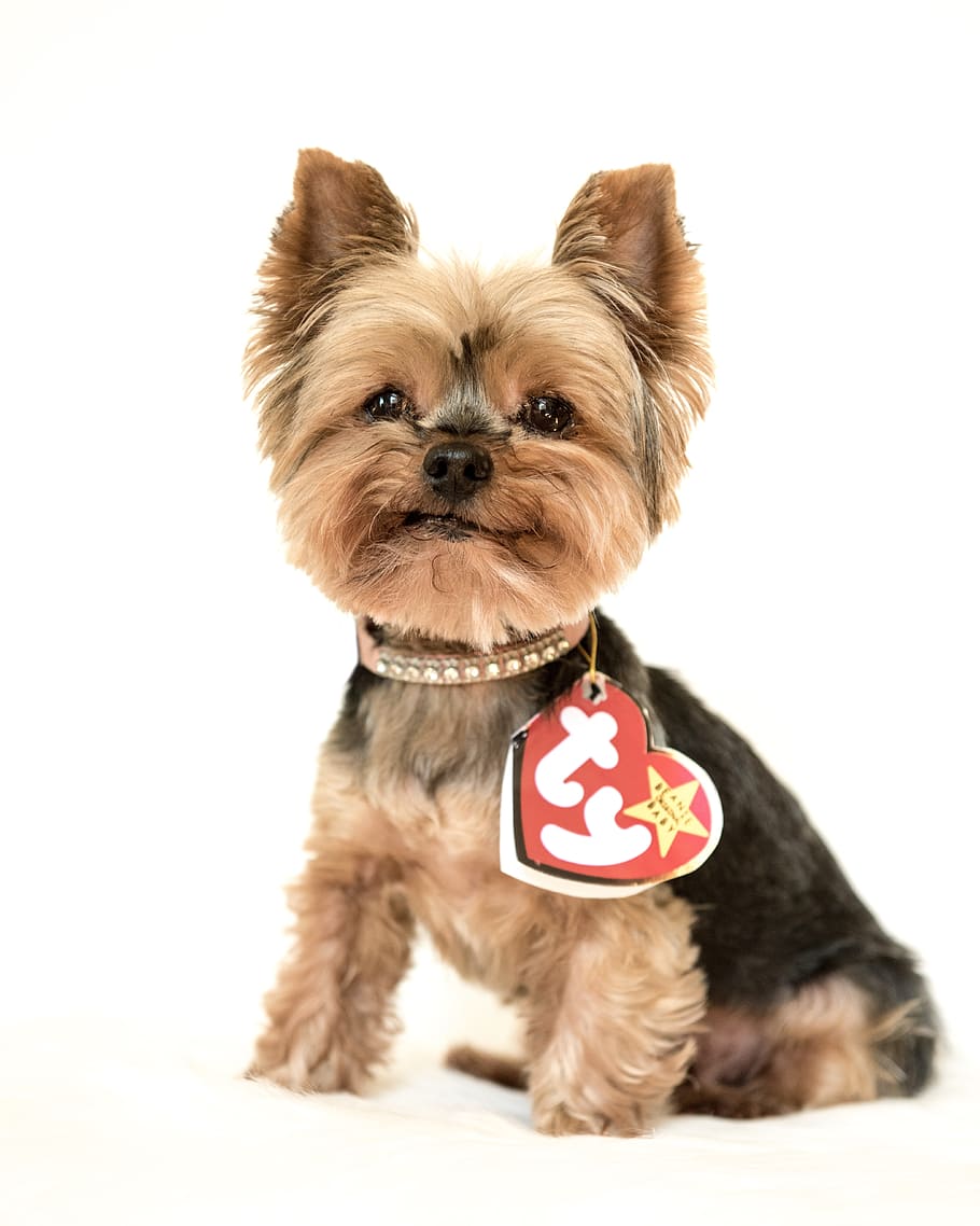 yorkshire terrier, yorkie, beanie baby, small, pet, cute, portrait, pets, domestic, domestic animals