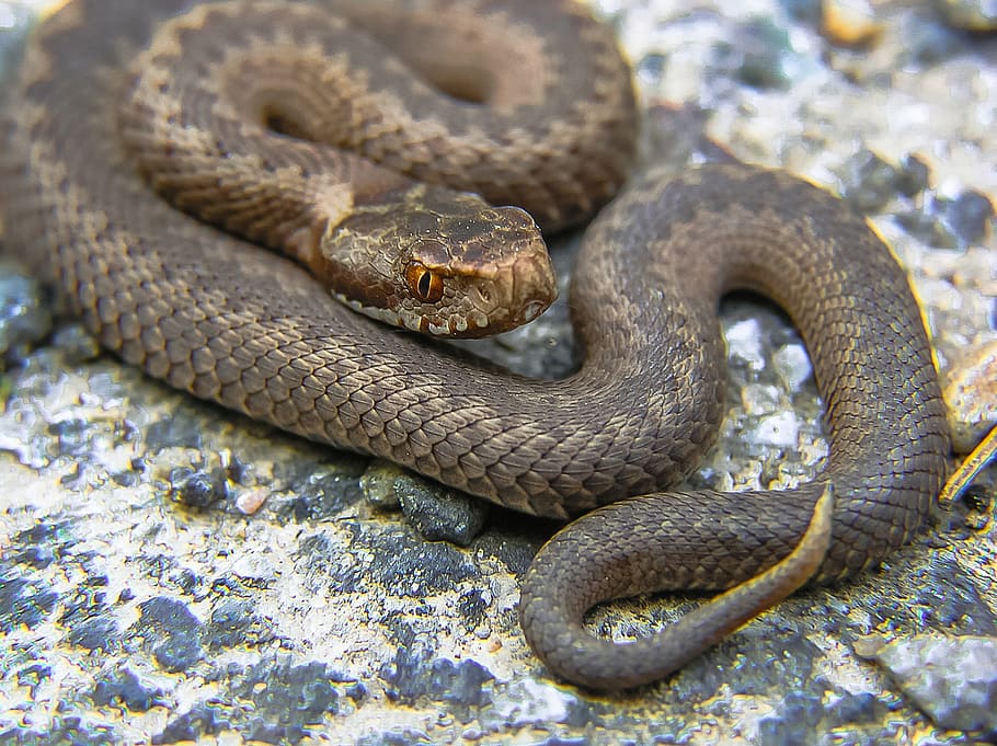 brown snake, snake, viper, nature, animal themes, reptile, one animal, animal, animal wildlife, animals in the wild
