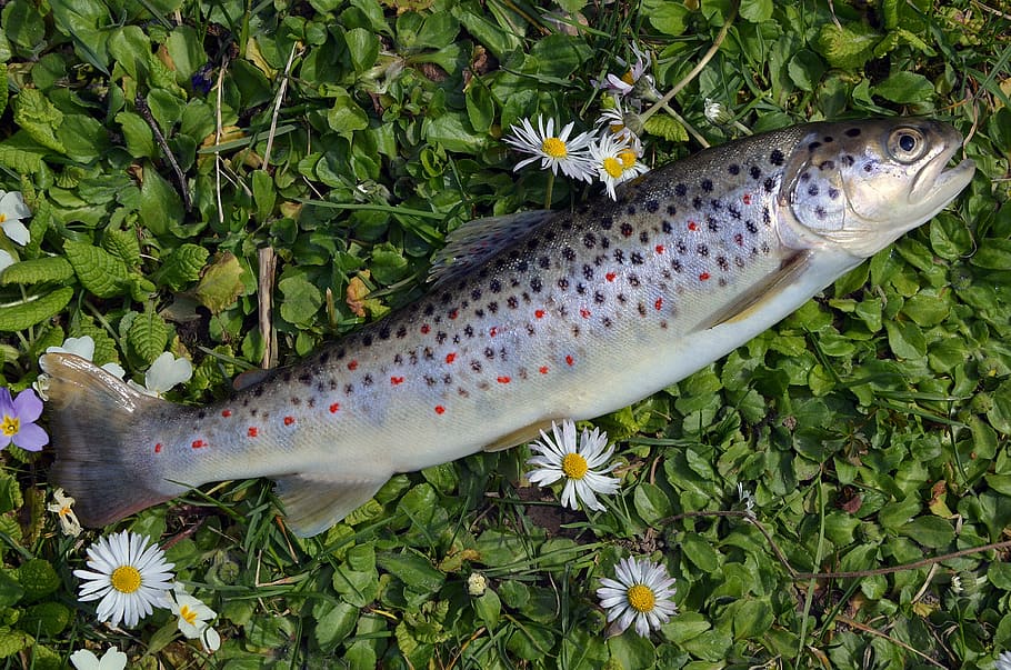 gray, edible, fish, green, grass, nature, bulgaria, river, stara planina, trout