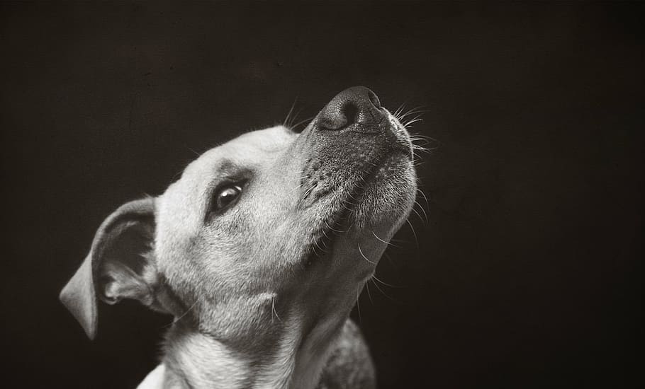 grayscale photography, dog, showing, neck, animal, pet, cute, puppy, funny, portrait