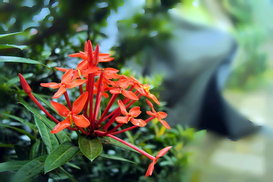 santan花, santan, カナカンバラム, カナカンバラム花, 花, スリランカ, 赤い花, 緑, mawanella, 野生の花
