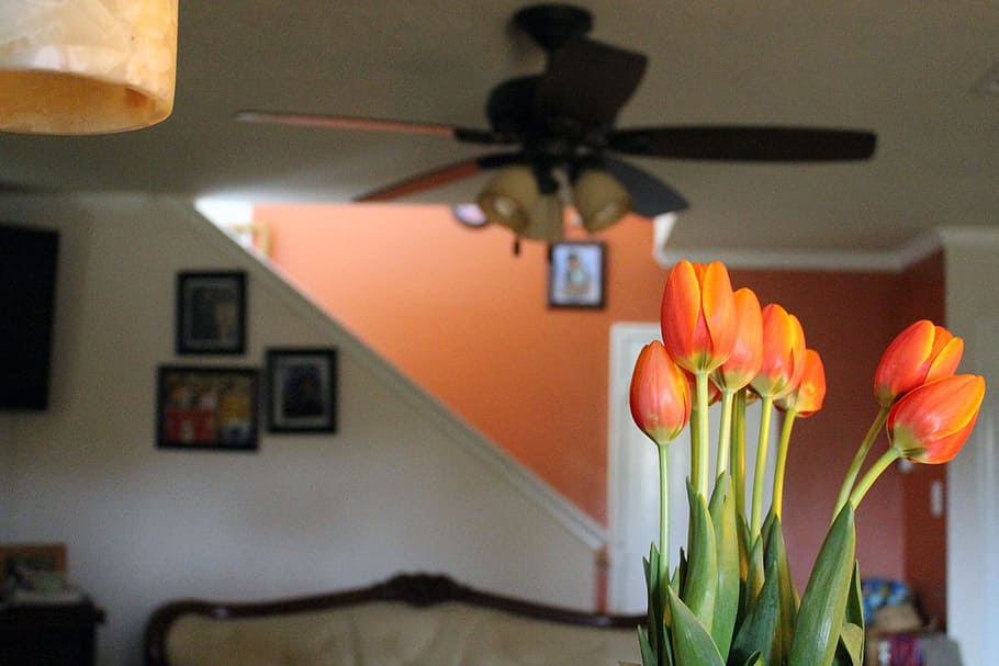 brown, 5-blade, 5- blade ceiling fan, tulips, indoors, decorations, decorative, orange, flower vase, rooms