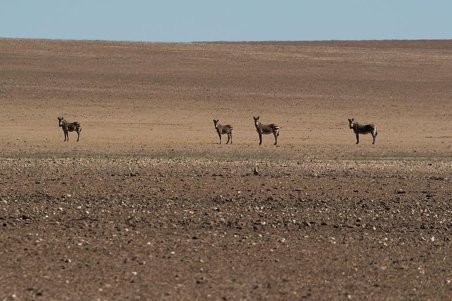 シマウマ 砂漠 熱 干ばつ 風景 アフリカ 野生動物 動物 自然 サファリ動物 Pxfuel