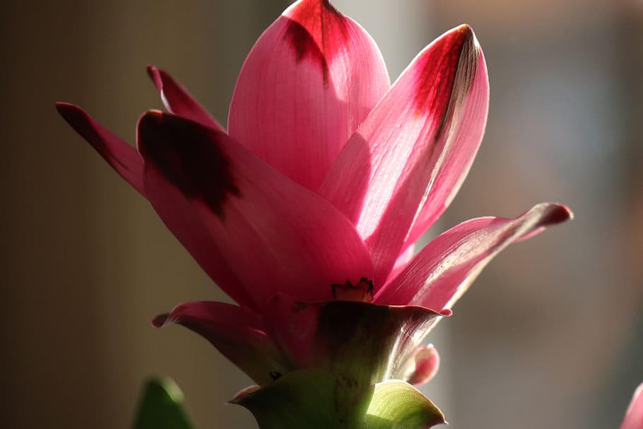 flower, turmeric, pink, the petals, flowering plant, plant, petal, fragility, vulnerability, close-up