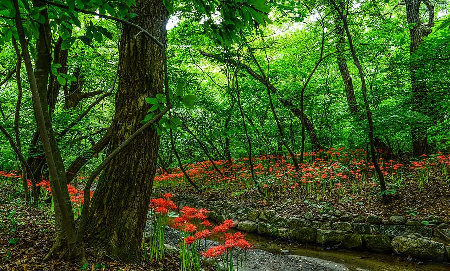 red, flower field, tree, daytime, details of non, lycoris squamigera, the forest of the morning, plant, forest, land