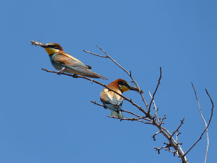 merops apiaster, bee-eater, bee eaters, hunt, abellerol, insectivorous, cicada, i cicálido, almond tree, branch
