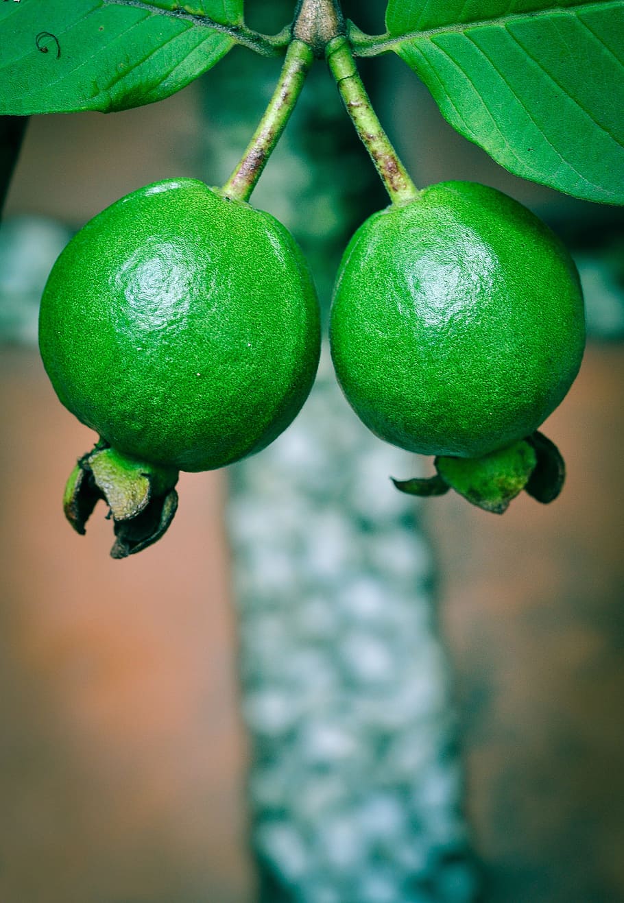 guava, green, fresh, fruit, nature, natural, sweet, organic, healthy, plant