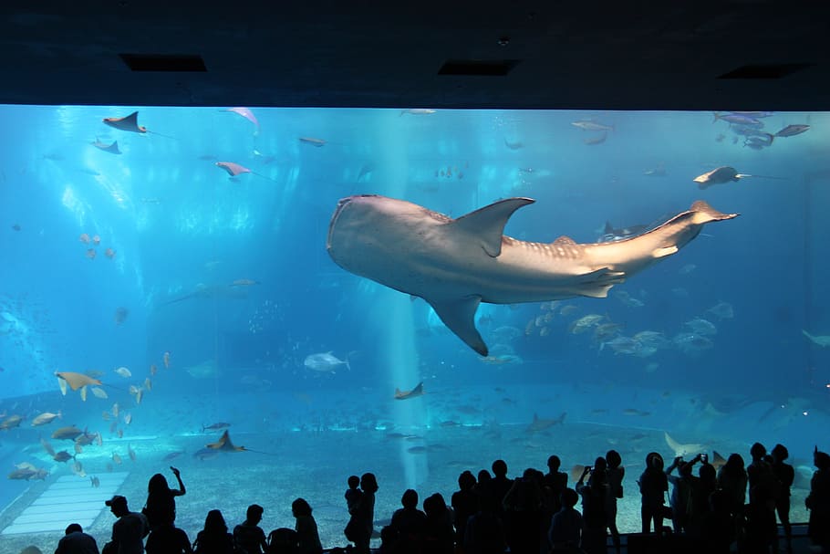 고래, 바다, 수족관, 동물 테마, 탱크, 동물, 야생 동물, 물, 포로 동물, 동물 야생 동물
