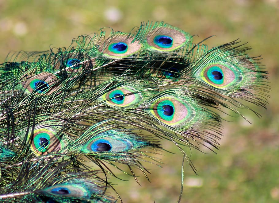 Peacock, Feather, Bird, Feathers, peacock, feather, peacock feathers, animal, nature, wildlife, multi Colored