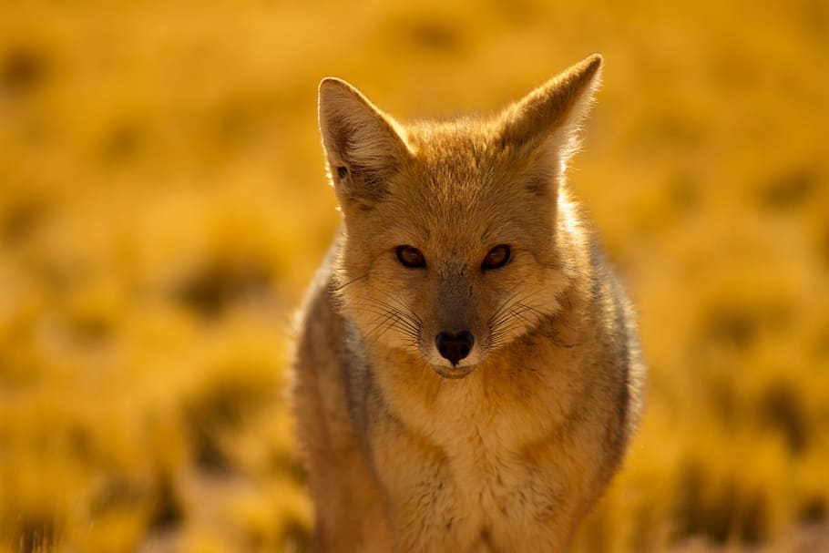 shot, desert fox, Closeup, nature, animal, animals, natural, wild, wildlife, mammal