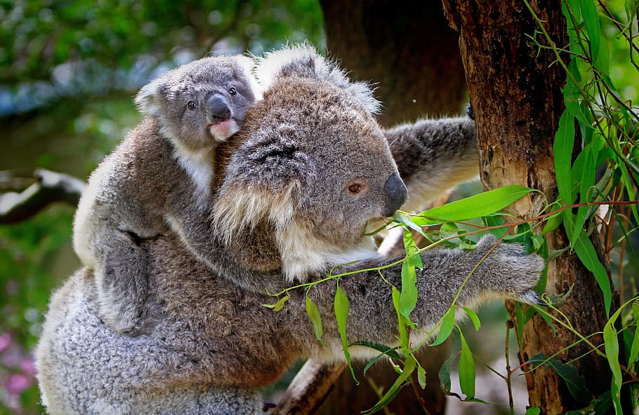 Koala, oso, comer, plantas, animales, mamíferos, australiano, gris, pieles, peludo