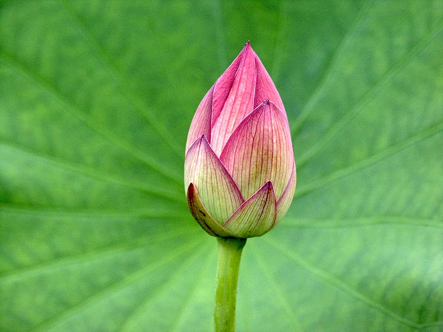 Flower bud, Sacred, Lotus, pink flower bud, flower, plant, flowering plant, fragility, vulnerability, growth