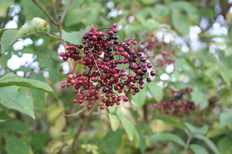 penatua, bunga elderberry, semak pemegang, perbungaan, elderberry hitam, sambucus, makan sehat, buah, pertumbuhan, makanan dan minuman