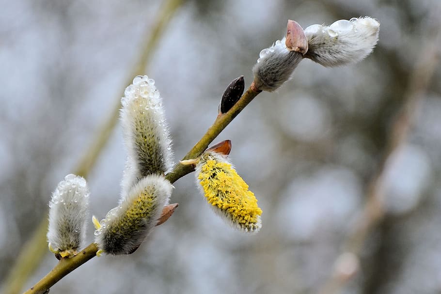 Willow, Catkins, Dewdrop, Spring, Pasture, willow catkins, nature, drip, drop of water, branch