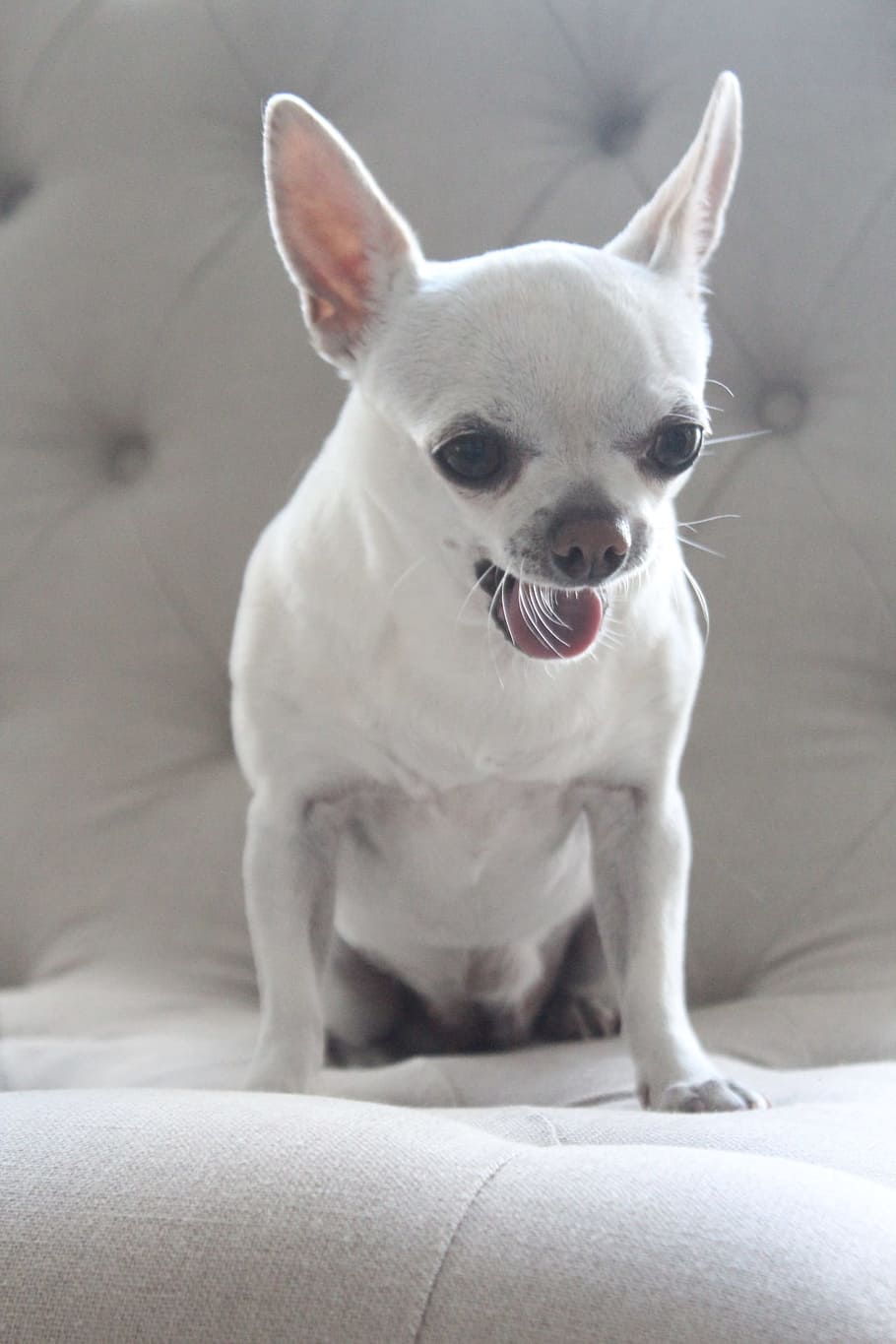 chihuahua, dog, pet, animal, cute, funny, canine, small, purebred, white