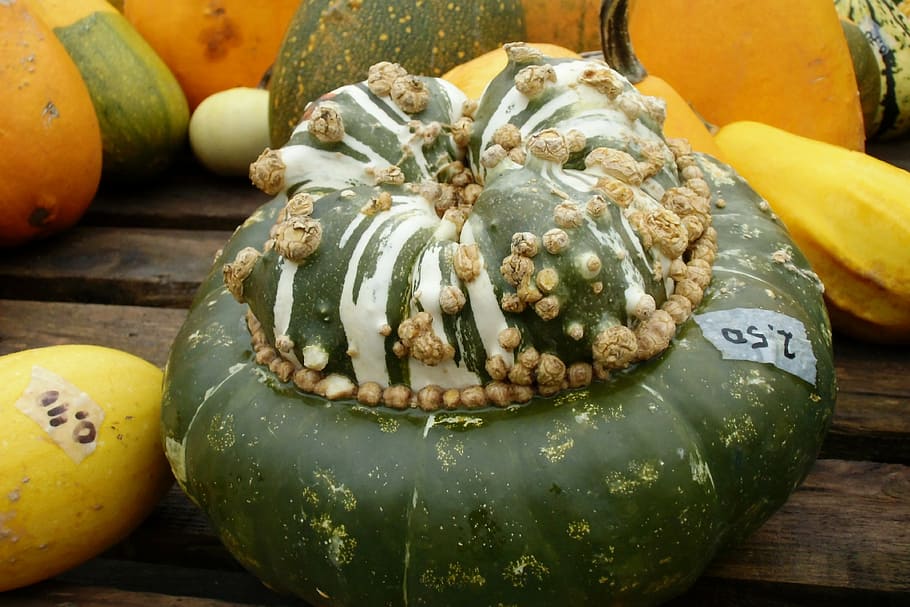 pumpkin, gourd, autumn, food and drink, food, healthy eating, freshness, wellbeing, close-up, halloween
