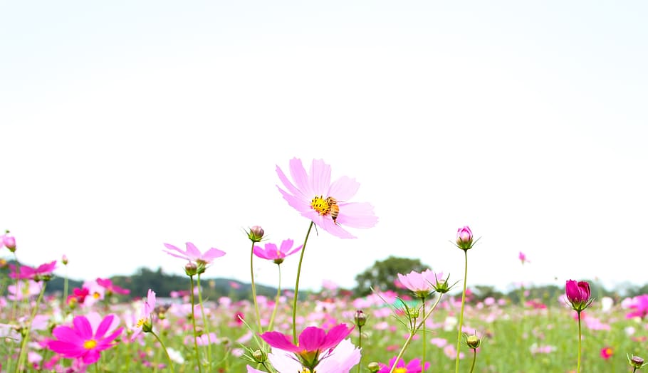 pink, flowers, daytime, cosmos, bee, sky, rice bag, autumn, flowering plant, flower