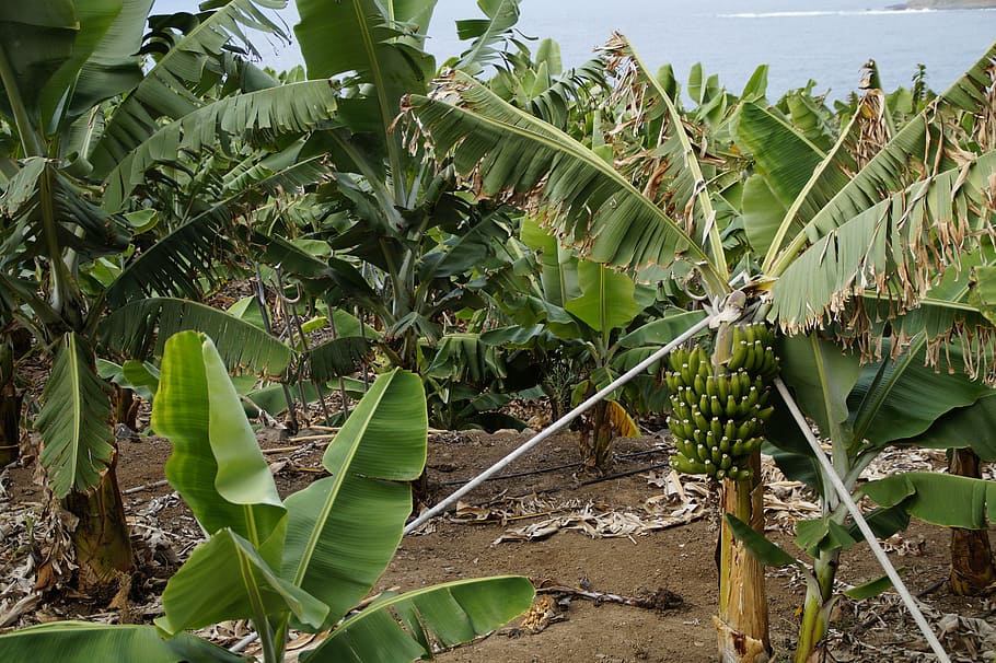 plátanos, plantación de plátanos, apoyo, duro, arbusto de plátano, planta de plátano, plantación, verde, frutas, planta