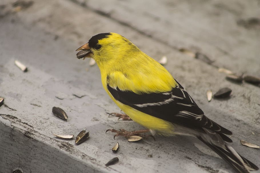 goldfinch, bird, yellow, canada, quebec, vertebrate, one animal, animal wildlife, animals in the wild, perching