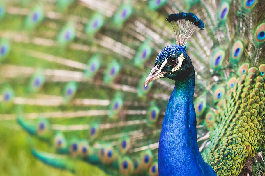 beautiful peacock portrait, Beautiful, Peacock, Portrait, animals, exotic, top, zoo, bird, feather