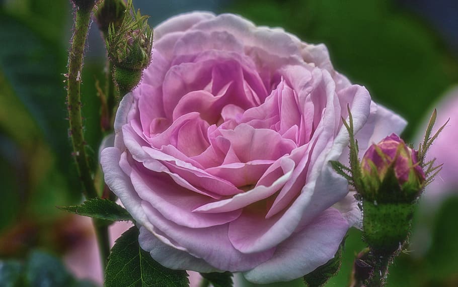 rose, pink, beautiful, flower, rose blooms, pink flower, bloom, close, nature, blossom