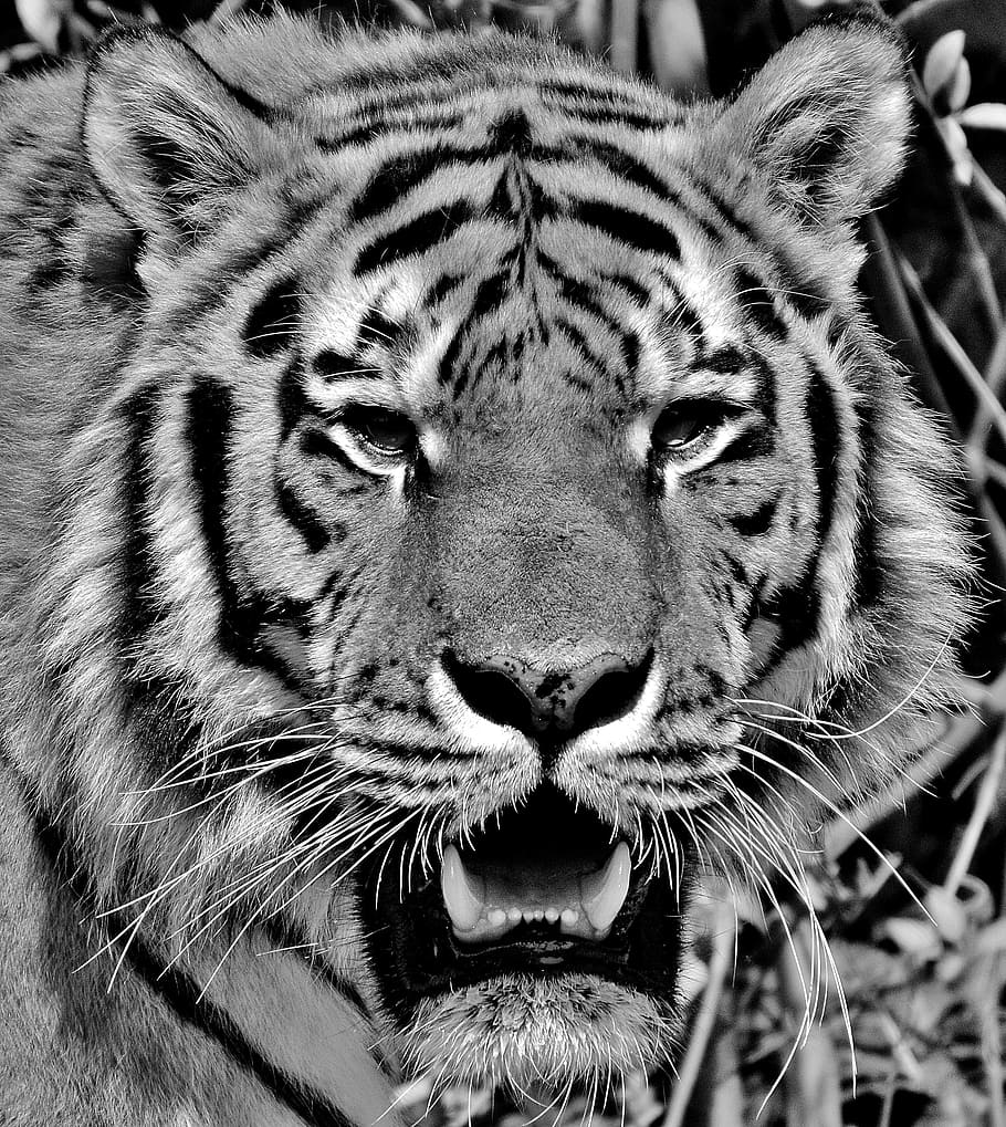 enojado, cara, tigre, depredador, pelaje, hermoso, peligroso, gato, fotografía de vida silvestre, mundo animal