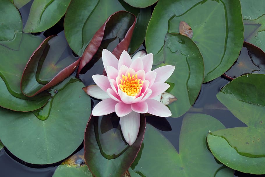 Lotus, flor, verde, jardín, agua, loto, flor de loto, planta, naturaleza,  lago | Pxfuel