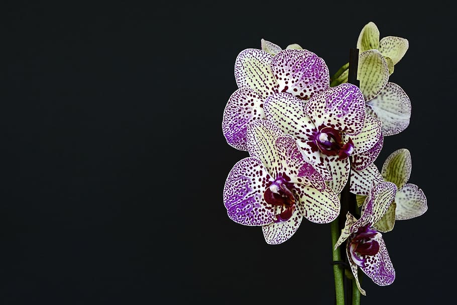close-up photo, purple-and-white orchid flowers, orchids, flowers, blossom, bloom, white violet, orchid flower, purple, leaves