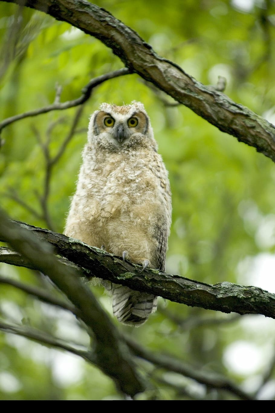 great horned owl, baby, bird, wildlife, nature, perched, beak, predator, raptor, nocturnal