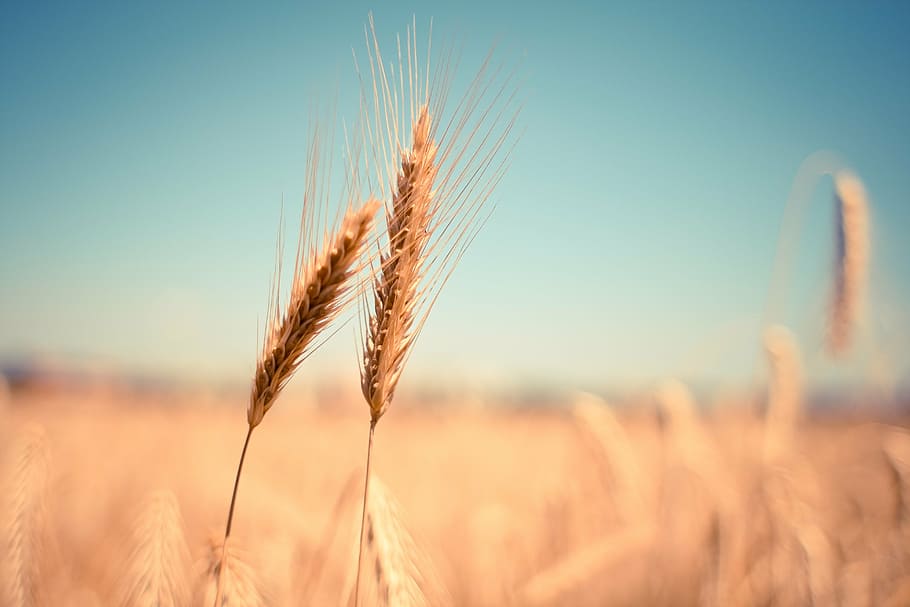fotografi bokeh, gandum, telinga, kering, panen, musim gugur, musim panas, sereal, biji-bijian, ladang
