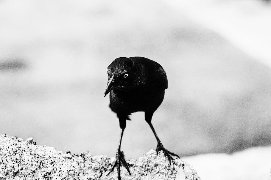 crow, ave, animals, black, pen, fear, silhouette, dark, peak, wild