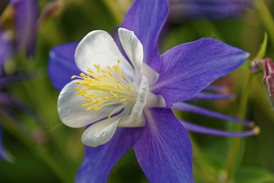 selectivo, fotografía de enfoque, blanco, púrpura, flor de aguileña, aguileña, flor, florecer, planta, aquilegia