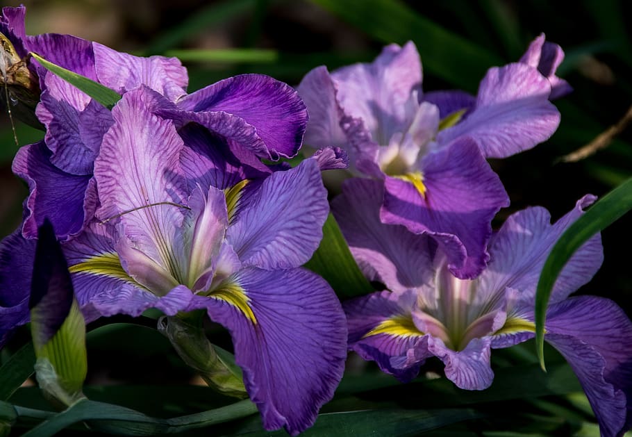 iris air, louisiana iris, cerah, lembayung muda, ungu, kuning, air, bung- tanaman, serbuk sari