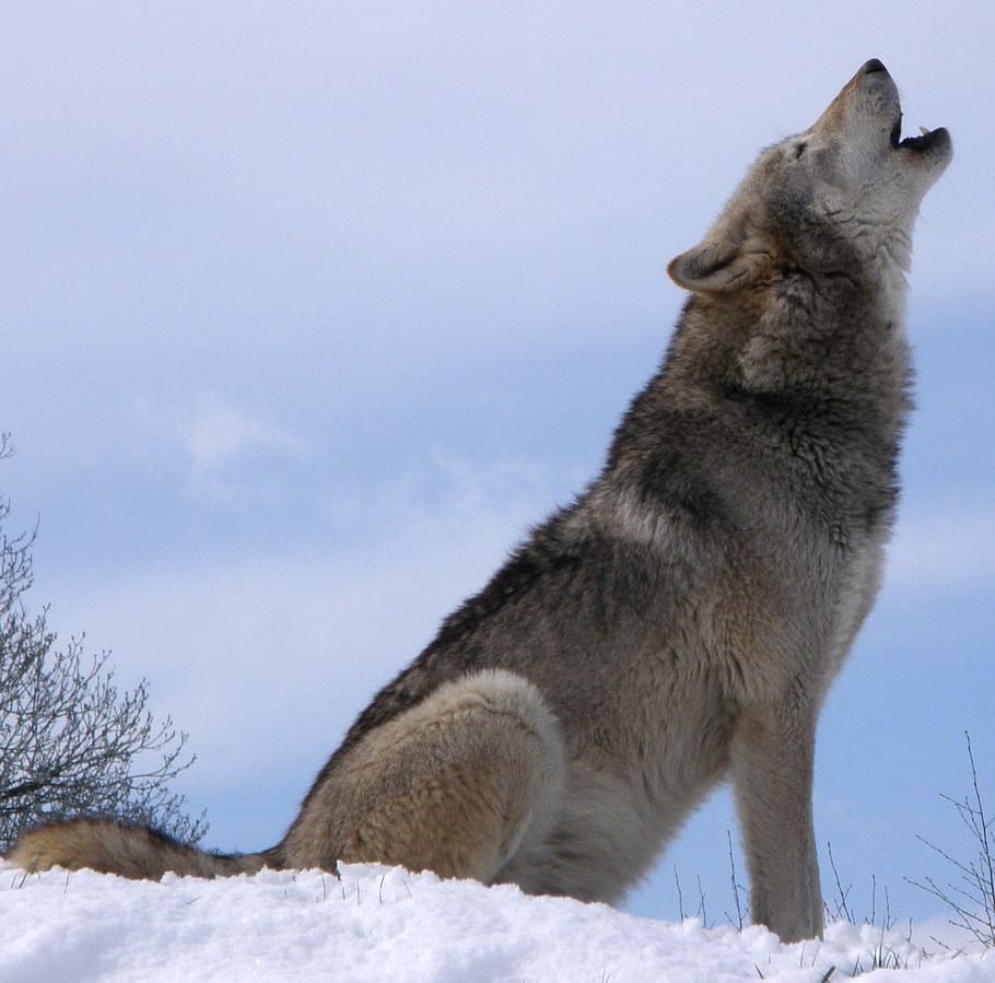 gris, marrón, lobo, blanco, nieve, aullido, durante el día, salvaje, canino, canis lupus