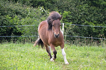 ponis corriendo