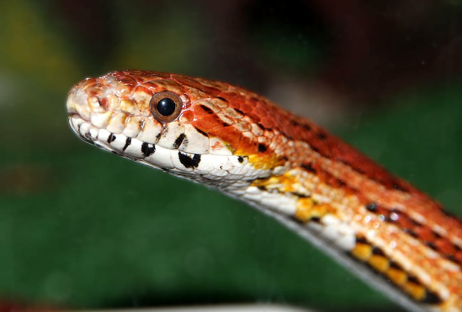 赤, 黄色, 毒蛇, 選択的, フォーカス写真, トウモロコシのヘビ, ムラサキヘビ, 赤いネズミのヘビ, エラペガッタ, ヘビ