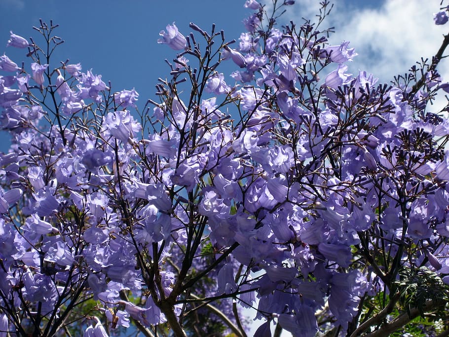 purple flowers, jacaranda blossoms, blue flowering, tree-fern, tree, jacaranda name, blazing blue species, family bignoniaceae, new zealand, summer flowering