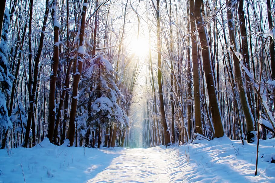 фото, высокий, деревья, покрытый, белый, снег, нарисованный, сон, лес, зима
