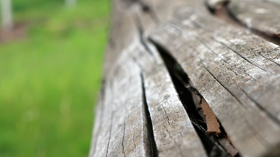 foto, marrom, tronco de madeira, fechar, vista, de madeira, madeira, textura, casca, madeira - foco seletivo