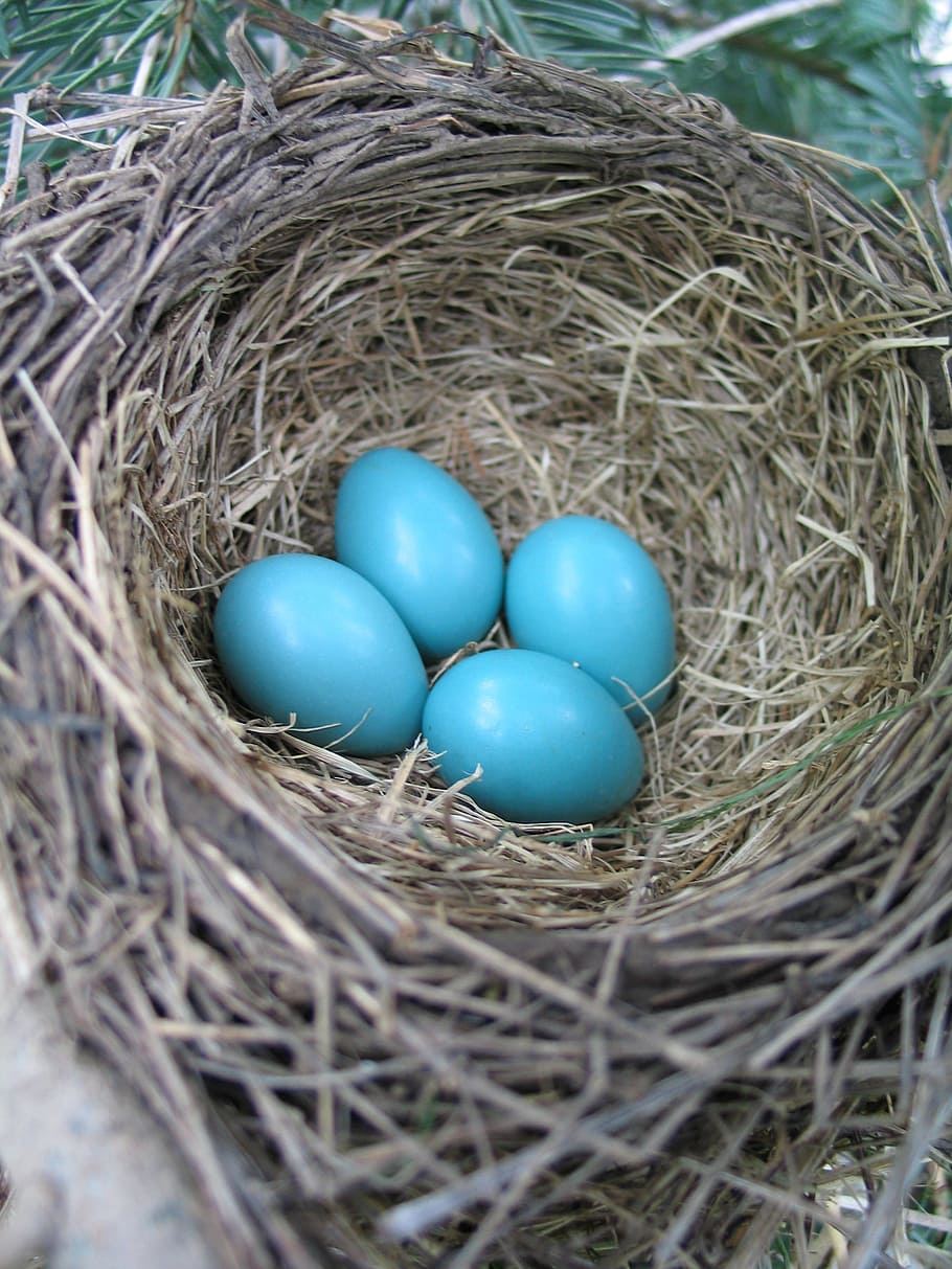 four, blue, brown, nest, Eggs, Bird Nest, Spring, Robin, animal nest, egg